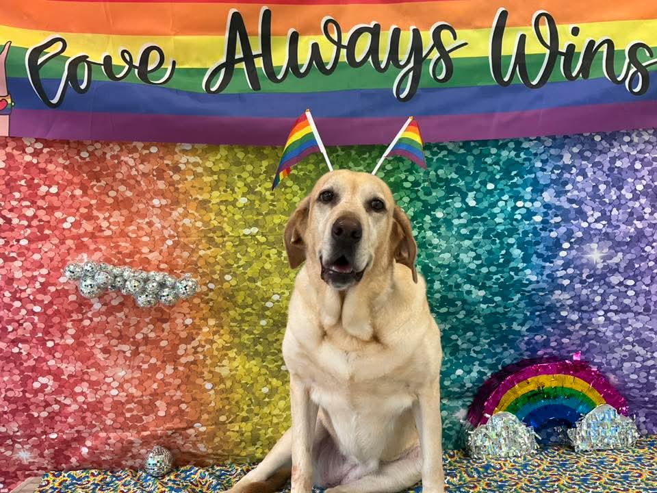 Abby's banner